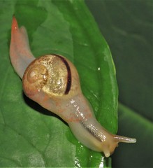 Kerkophorus inunctus