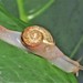 Tailwagger Snails - Photo (c) Peter Vos, some rights reserved (CC BY-NC), uploaded by Peter Vos