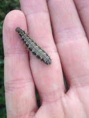 Vanessa itea