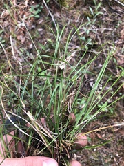 Carex superata
