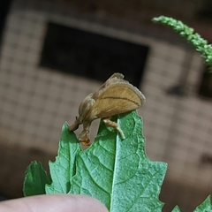 Epiperola drucei