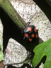 Brachystethus rubromaculatus