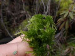 Sphagnum pacificum