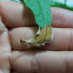 Epiperola drucei