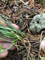 Carex superata