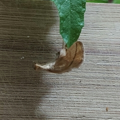 Epiperola drucei