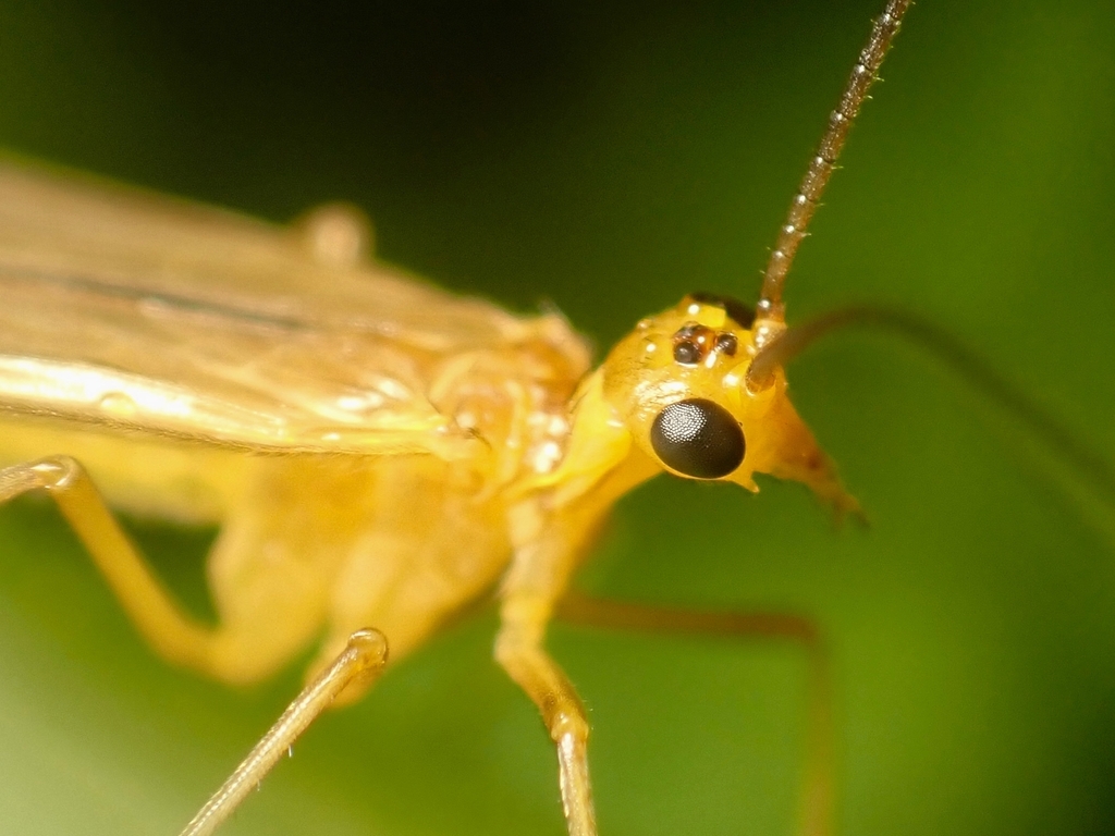 Short-faced Scorpionflies