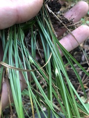 Carex superata