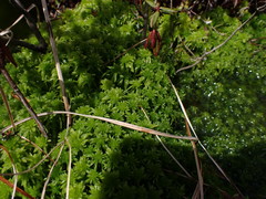 Sphagnum pacificum