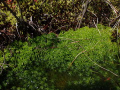 Sphagnum pacificum