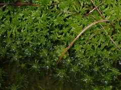 Sphagnum pacificum