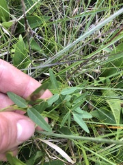 Strophostyles leiosperma