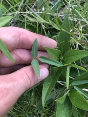 Strophostyles leiosperma