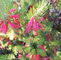 Melaleuca quadrifida