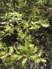 Quercus garryana breweri