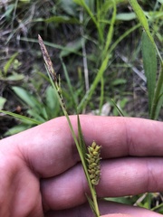 Carex microdonta