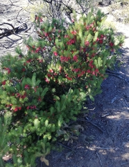 Melaleuca quadrifida