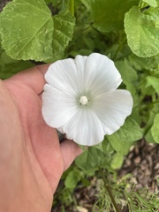 Malva trimestris