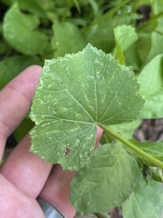 Malva trimestris