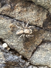 Platycryptus arizonensis