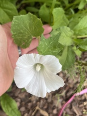 Malva trimestris