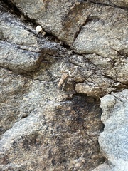 Platycryptus arizonensis