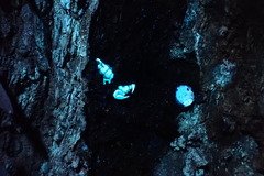 Liocheles