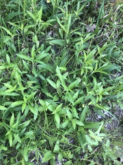 Rudbeckia terranigrae