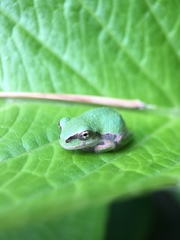 Hyla japonica