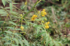 Senna sophera