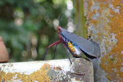 Kalidasa nigromaculata