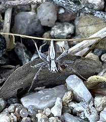 Oxyopes tridens
