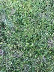 Silphium confertifolium