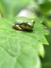 Hyla japonica