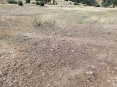 Polygonum bidwelliae