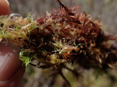 Cephaloziella spinigera