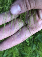 Rhynchospora thornei