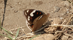 Junonia oenone oenone