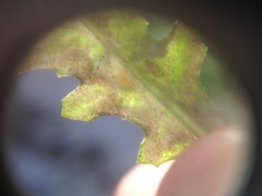 Phytomyza syngenesiae