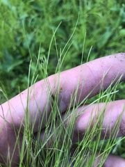 Rhynchospora thornei