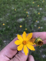 Coreopsis grandiflora inclinata