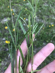 Coreopsis grandiflora inclinata