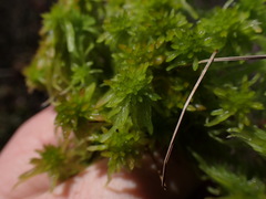 Sphagnum pacificum