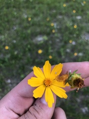 Coreopsis grandiflora inclinata