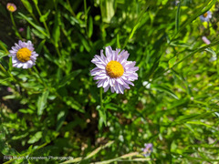 Erigeron aliceae