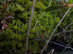 Sphagnum pacificum
