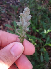 Phytomyza syngenesiae