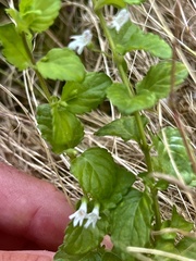 Clinopodium douglasii