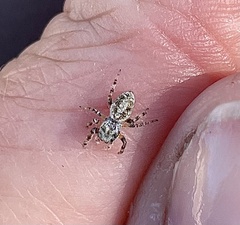 Metaphidippus chera