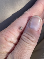 Metaphidippus chera